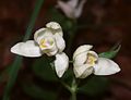 Filziges Hornkraut (Cerastium tomentosum)