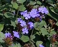 Chinesische Bleiwurz (Ceratostigma plumbaginoides)