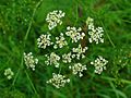 Knolliger Kälberkropf (Chaerophyllum bulbosum)