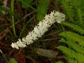 Falsches Einkorn (Chamaelirium luteum)