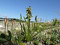 Zwergorchis (Chamorchis alpina)