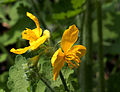 Großes Schöllkraut (Chelidonium majus)