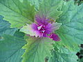 Baumspinat (Chenopodium giganteum)