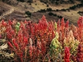 Quinoa (Chimonanthus praecox)