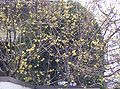 Winterblüte (Chimonanthus praecox)