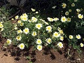 Salatchrysantheme (Chrysanthemum coronarium)