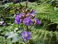 Alpen-Milchlattich (Cicerbita alpina)