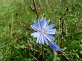 Gemeine Wegwarte (Cichorium intybus)