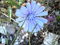 Cichorium pumilum