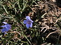 Cichorium spinosum