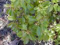 Campherbaum (Cinnamomum camphora)
