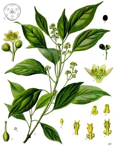 Campher- oder Kampferbaum (Cinnamomum camphora)