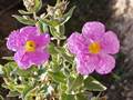 Weißliche Zistrose (Cistus albidus)