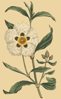 Cistus ladaniferus