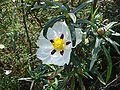 Lack-Zistrose (Cistus ladanifer)