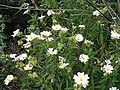 Montpellier-Zistrose (Cistus monspeliensis)