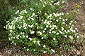 Salbeiblättrige Zistrose (Cistus salviifolius)