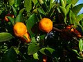 Calamondin (Citrofortunella mitis)