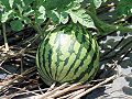 Wassermelone (Citrullus lanatus)