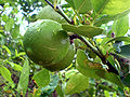 Echte Limette (Citrus × aurantiifolia)