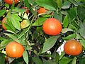 Clementine (Citrus clementina)