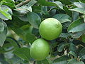 Gewöhnliche Limette (Citrus × latifolia)