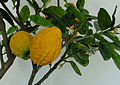 Zitronatzitrone (Citrus medica)