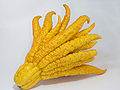 Buddhas Hand (Citrus medica var. sarcodactylis)