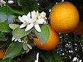 Orange (Citrus sinensis)