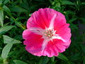 Sommerazalee (Clarkia amoena)