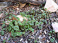 Gewöhnliches Tellerkraut (Claytonia perfoliata)