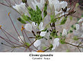 African spider-flower (Cleome gynandra)