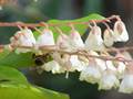 Maiglöckchen-Zimterle (Clethra arborea)