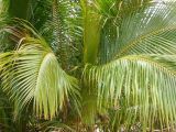 Cocos nucifera, Blätter, Urheber/Quelle/Lizenz: Forest and Kim Starr, flickr, CC BY 2.0