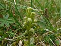 Grüne Hohlzunge (Coeloglossum viride)