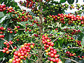 Kaffeestrauch (Coffea arabica)
