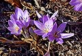 Herbstzeitlose (Colchicum autumnale)