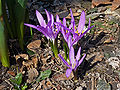 Frühlingslichtblume (Colchicum vernum)