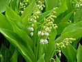 Maiglöckchen (Convallaria majalis)