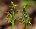 Korallenwurz (Corallorhiza trifida)