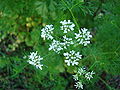 Echter Koriander (Coriandrum sativum)