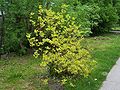 Tatarischer Hartriegel (Cornus alba)