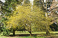 Kornelkirsche (Cornus mas)