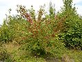 Blutroter Hartriegel (Cornus sanguinea)