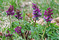 Hohler Lerchensporn (Corydalis cava)