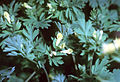 Yellow fumewort (Corydalis flavula)
