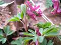 Mittlerer Lerchensporn (Corydalis intermedia)