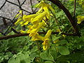 Gelber Lerchensporn (Corydalis lutea)