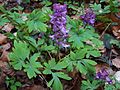 Gefingerter Lerchensporn (Corydalis solida)