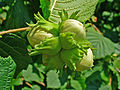 Gewöhnliche Hasel (Corylus avellana)